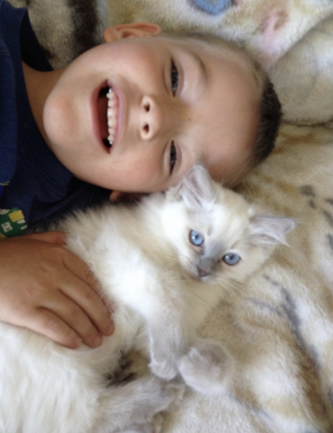 Ragdoll Kitten