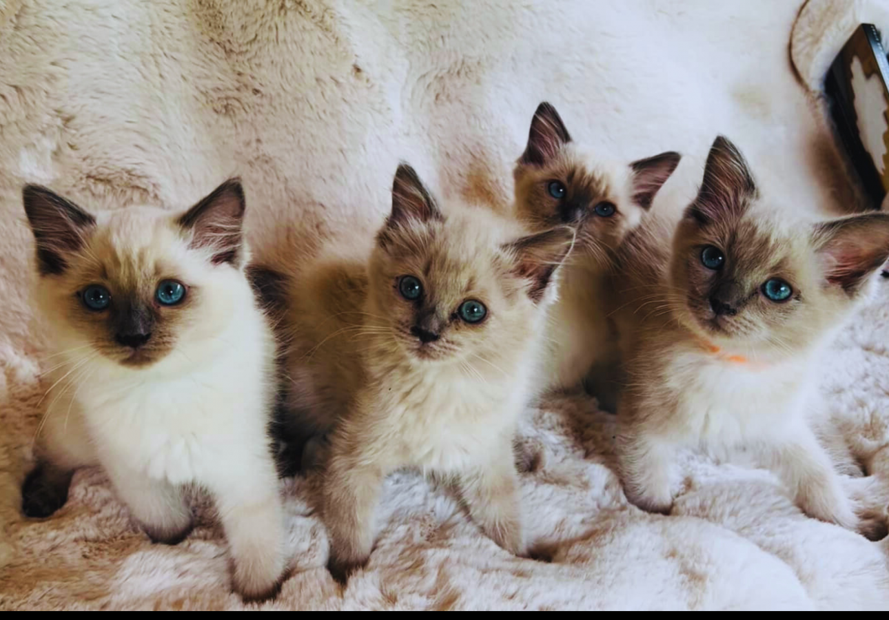 Cute Kitten