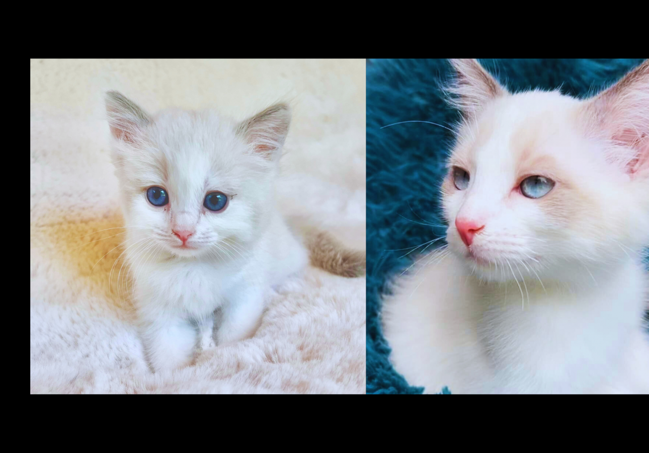 Luxury Cats