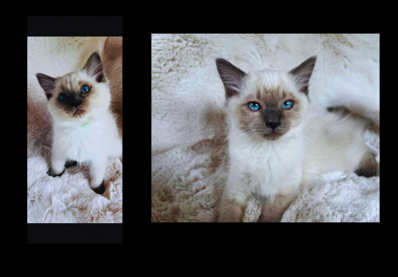 Happy Kittens