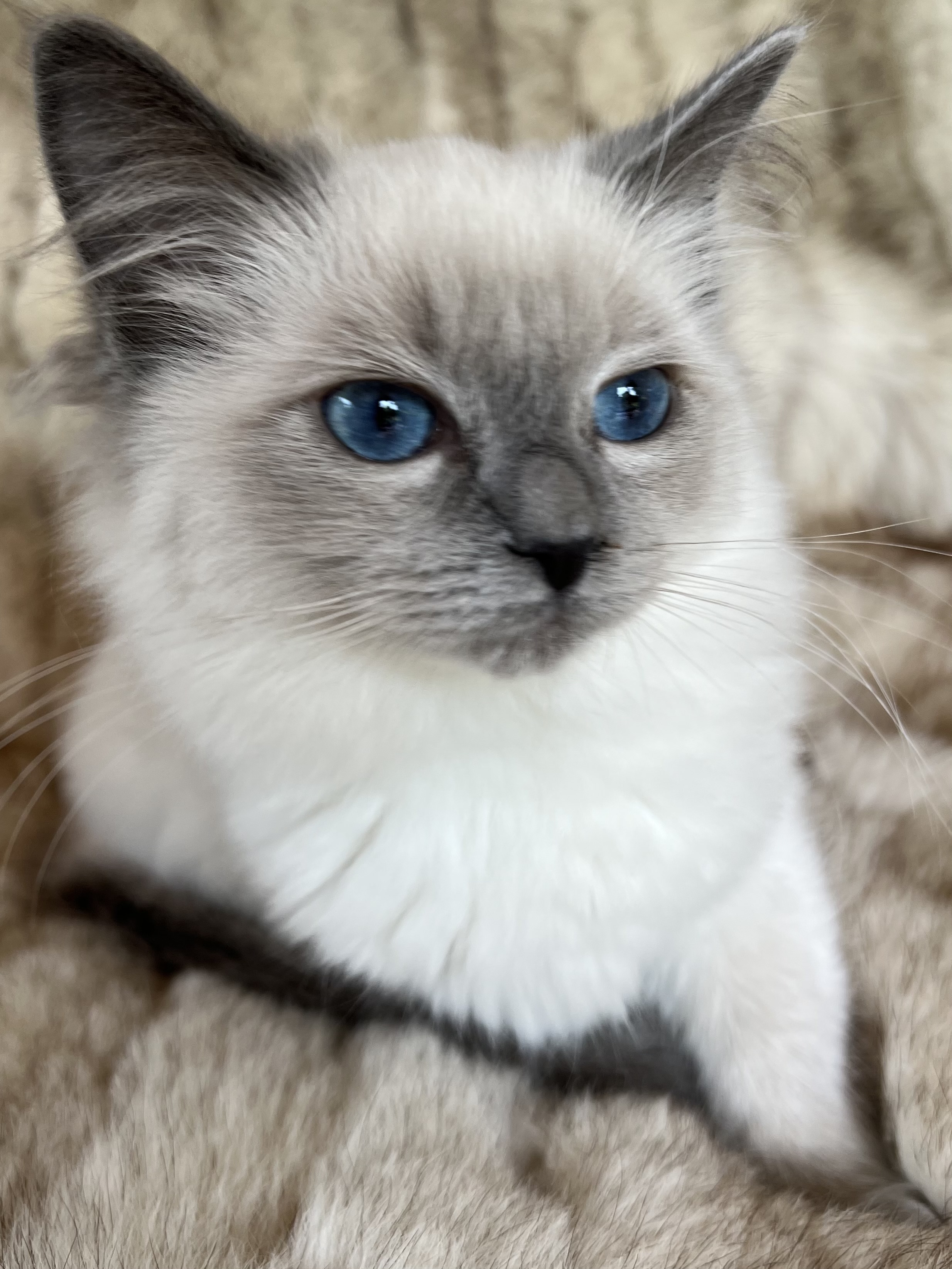 Kitten 4