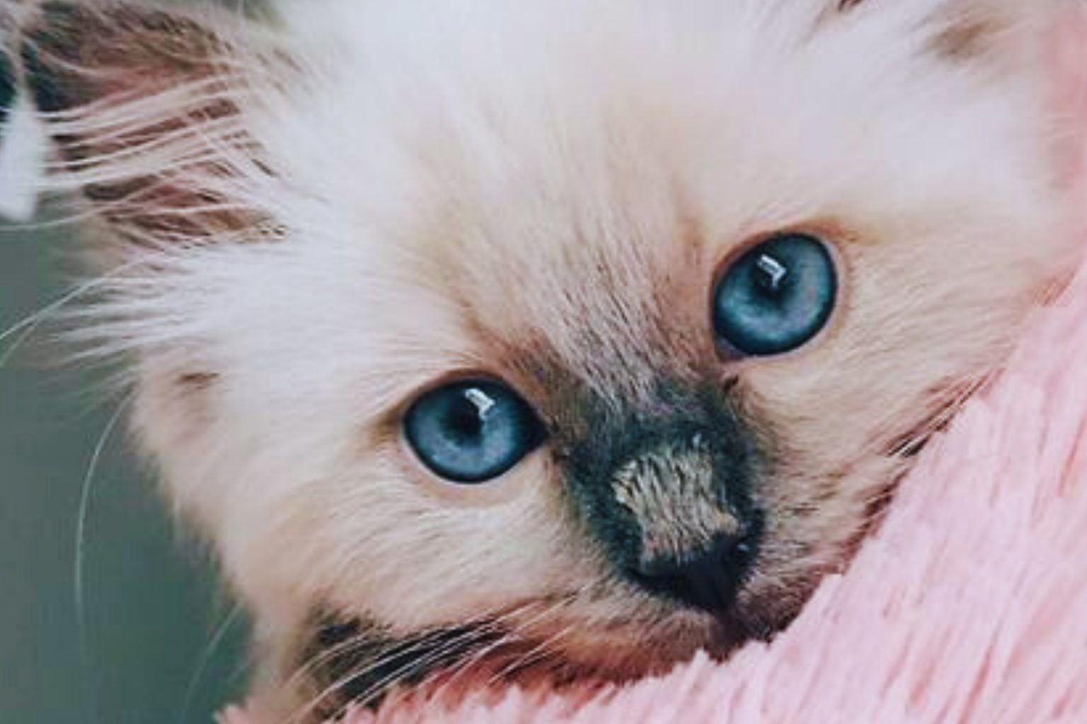 Ragdoll Cat