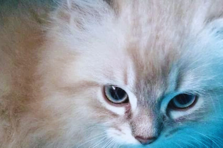 Ragdoll King