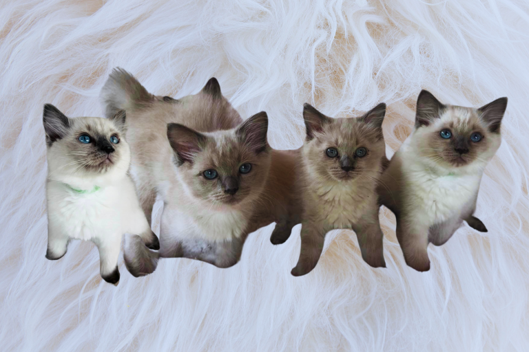 Ragdoll Blue Eyes