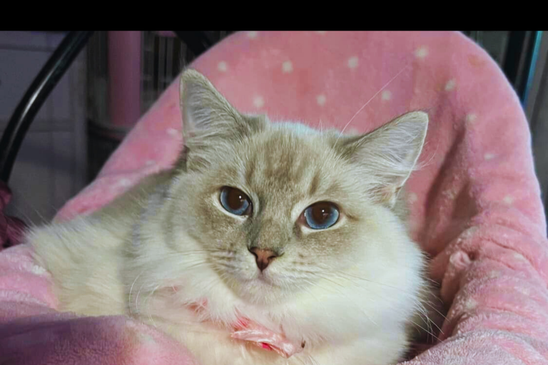 Kitten 5