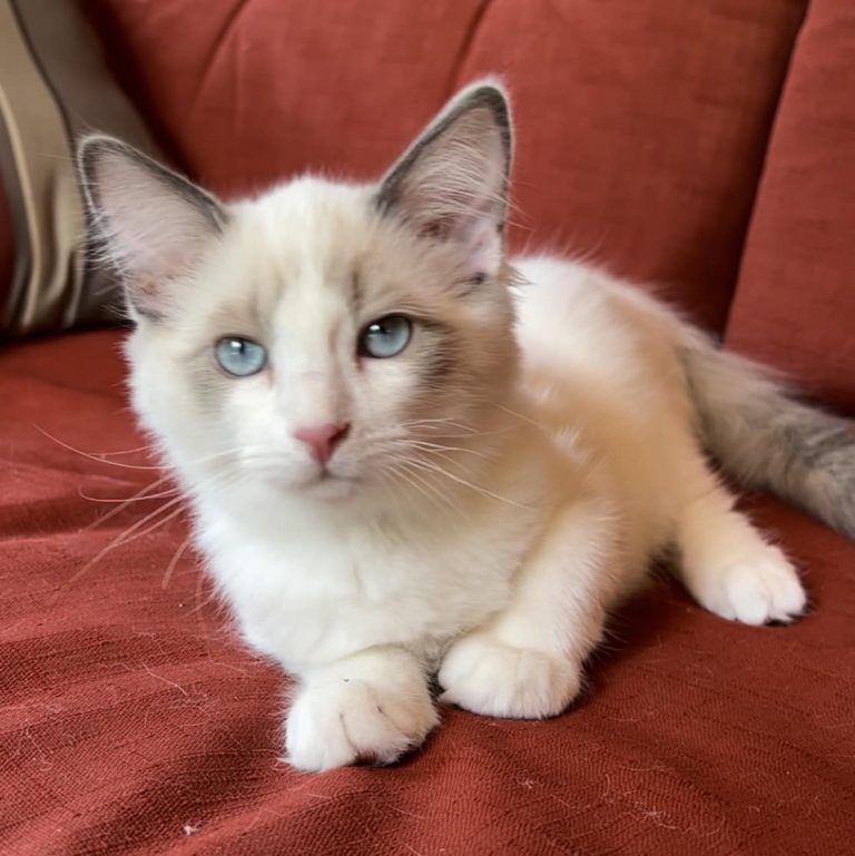 Kitten 5