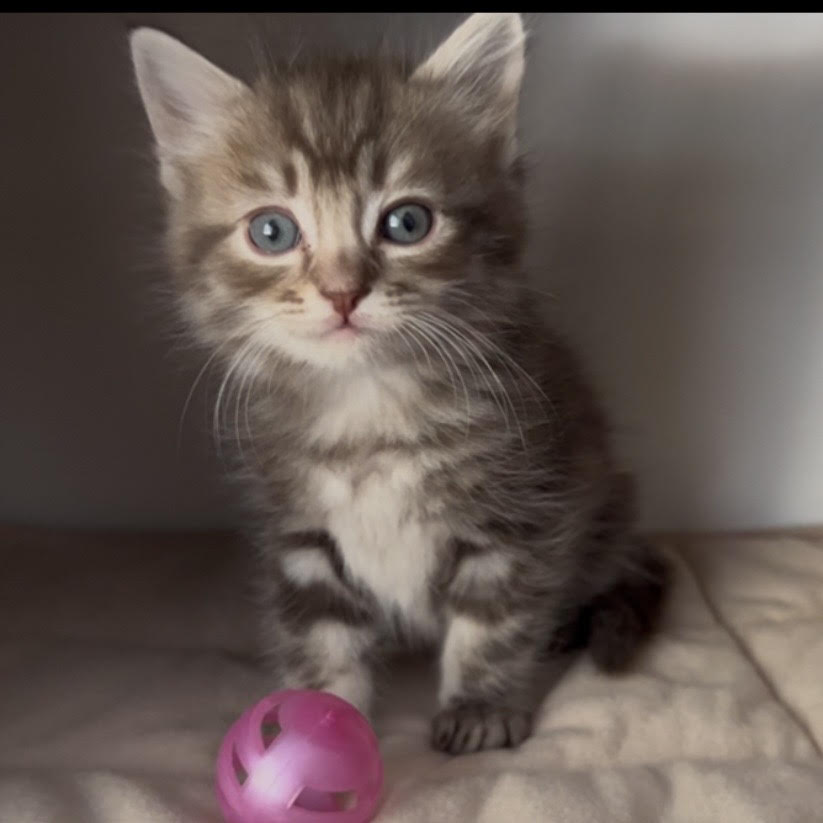 Ragdoll Kitten